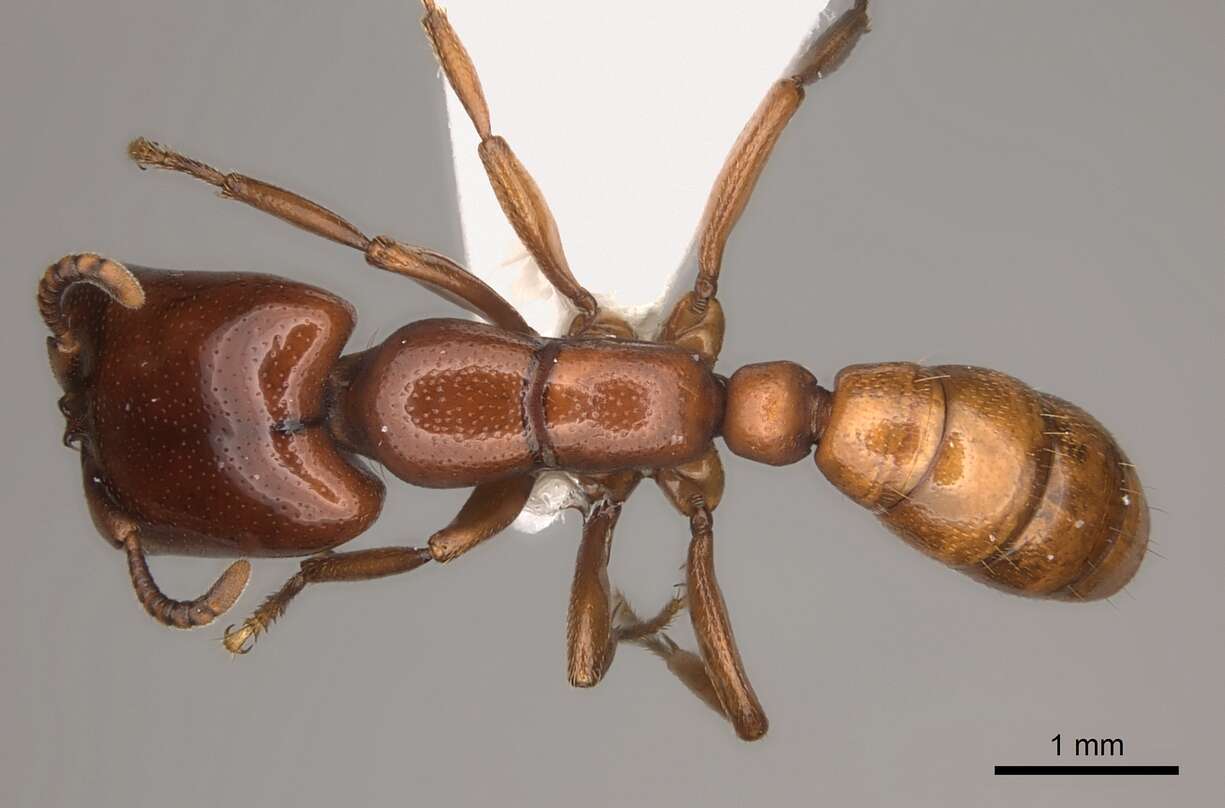 Image of Driver ants