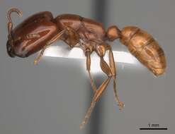 Image of Driver ants