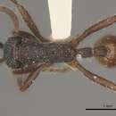 Image of Neivamyrmex cornutus Watkins 1975