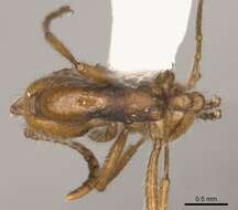 Image of Neivamyrmex curvinotus Watkins 1994