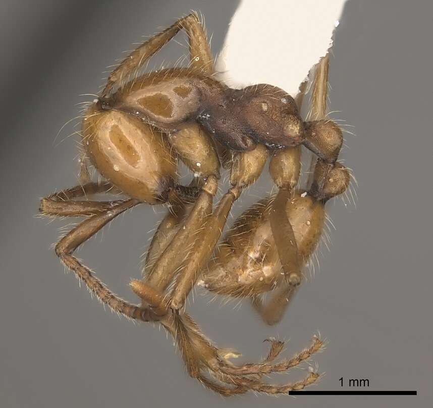 Image of Neivamyrmex curvinotus Watkins 1994