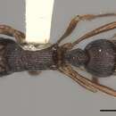 Image of Gnamptogenys acuta (Brown 1956)