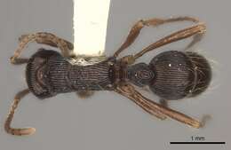 Image of Gnamptogenys acuta (Brown 1956)