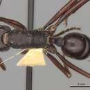Image of Titan Pony Ant
