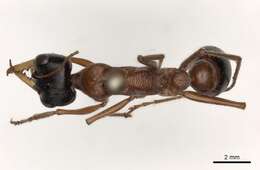 Image of Myrmecia hilli (Clark 1943)