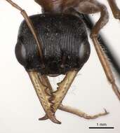 Image of Myrmecia hilli (Clark 1943)