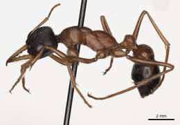 Image of Myrmecia hilli (Clark 1943)