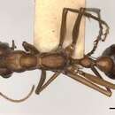 Image of Myrmecia nigriceps Mayr 1862