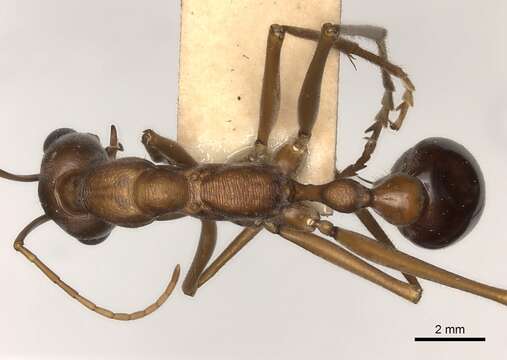 Image of Myrmecia nigriceps Mayr 1862