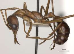 Image of Myrmecia nigriceps Mayr 1862