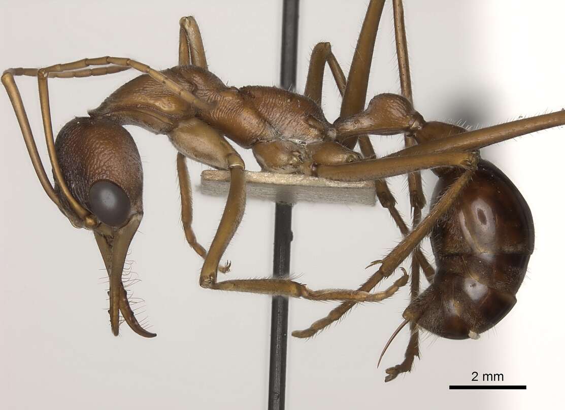 Image of Myrmecia nigriceps Mayr 1862