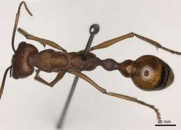 صورة Myrmecia nigriscapa Roger 1861