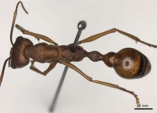 Image of Myrmecia nigriscapa Roger 1861