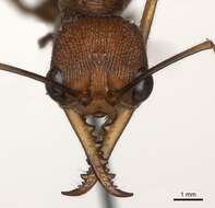 صورة Myrmecia nigriscapa Roger 1861