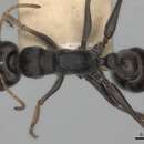 Imagem de Myrmecia pilosula Smith 1858