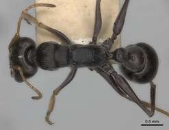 Image of Jack jumper ant