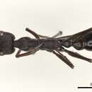 Image of bull ant