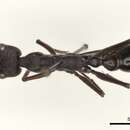 صورة Myrmecia pyriformis Smith 1858