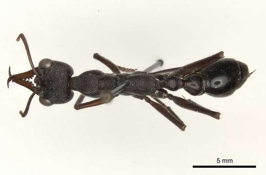 Image de Myrmecia pyriformis Smith 1858