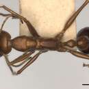 Image of Myrmecia regularis Crawley 1925