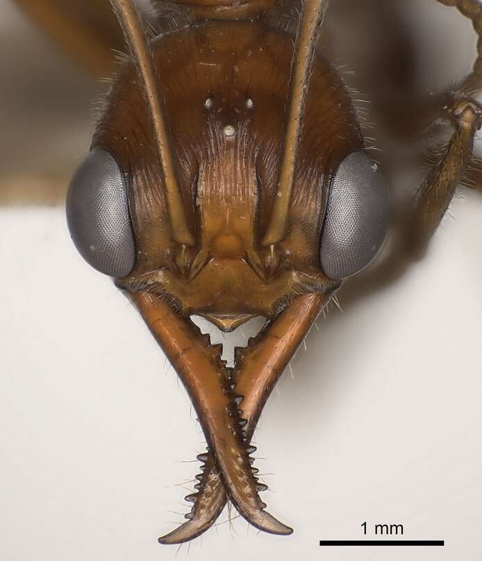 Image of Myrmecia regularis Crawley 1925