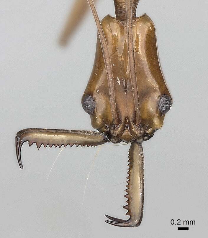 Image of Anochetus emarginatus (Fabricius 1804)