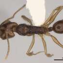 Image of Anochetus incultus Brown 1978