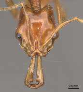 Image of Anochetus modicus Brown 1978