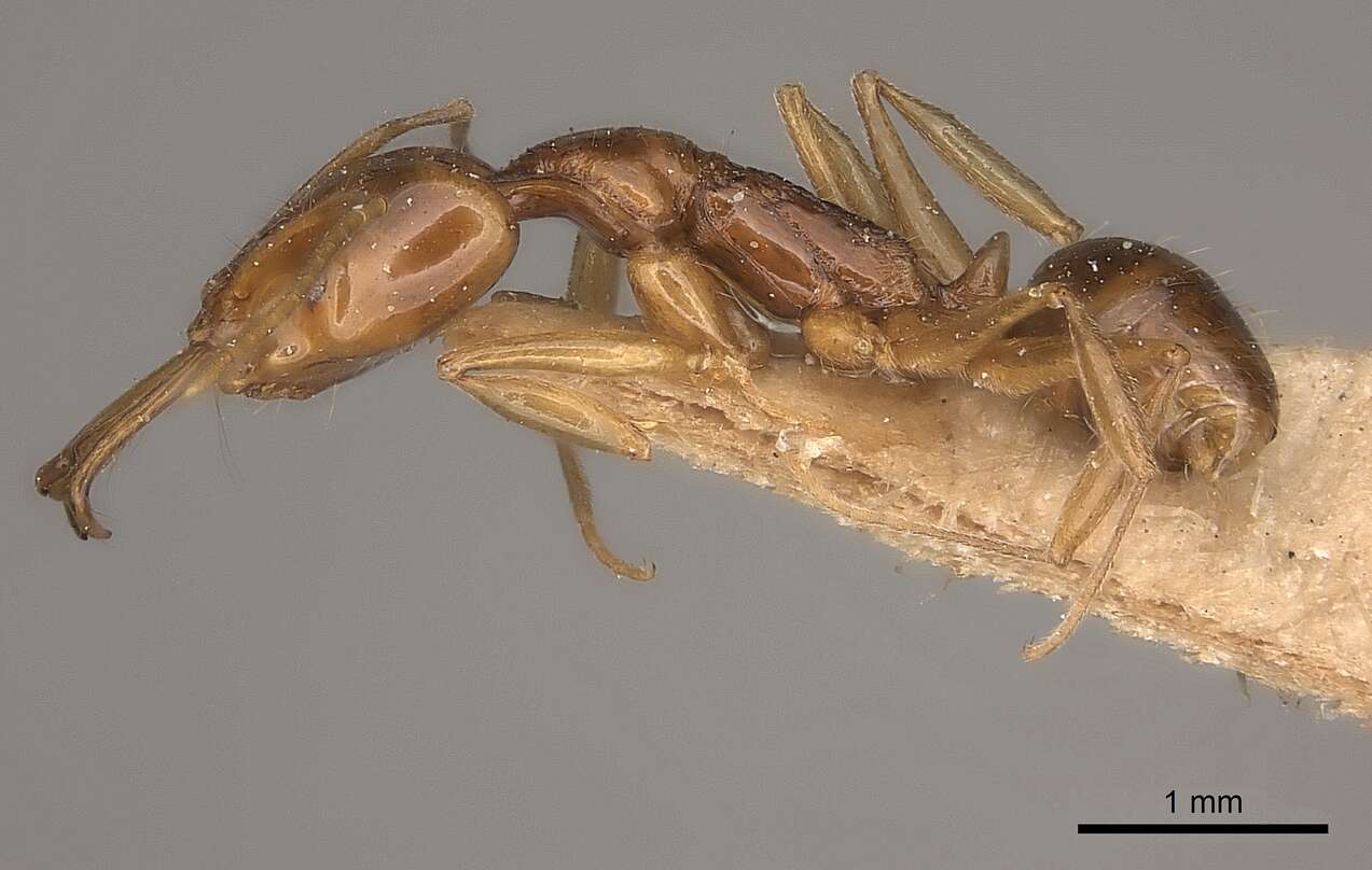 Image of Anochetus modicus Brown 1978