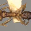 Image of Anochetus paripungens Brown 1978