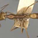 Image of Anochetus testaceus Forel 1893