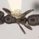 Image of Hypoponera sabronae (Donisthorpe 1941)