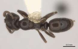 Image of Hypoponera sabronae (Donisthorpe 1941)