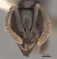 Image of Hypoponera sabronae (Donisthorpe 1941)