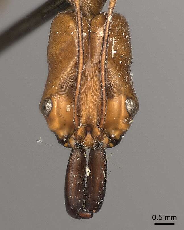 Image of Odontomachus affinis Guerin-Meneville 1844
