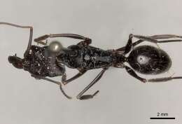 Image of Odontomachus biumbonatus Brown 1976