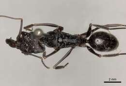 Imagem de Odontomachus biumbonatus Brown 1976