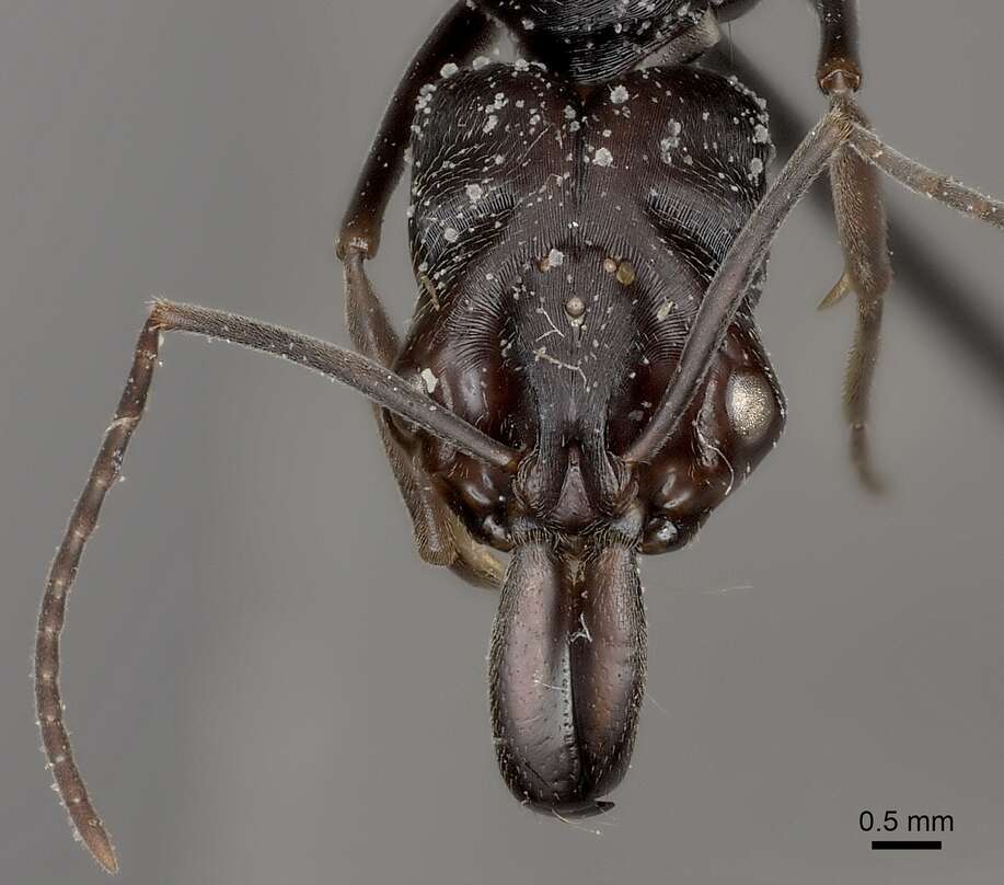 Imagem de Odontomachus biumbonatus Brown 1976