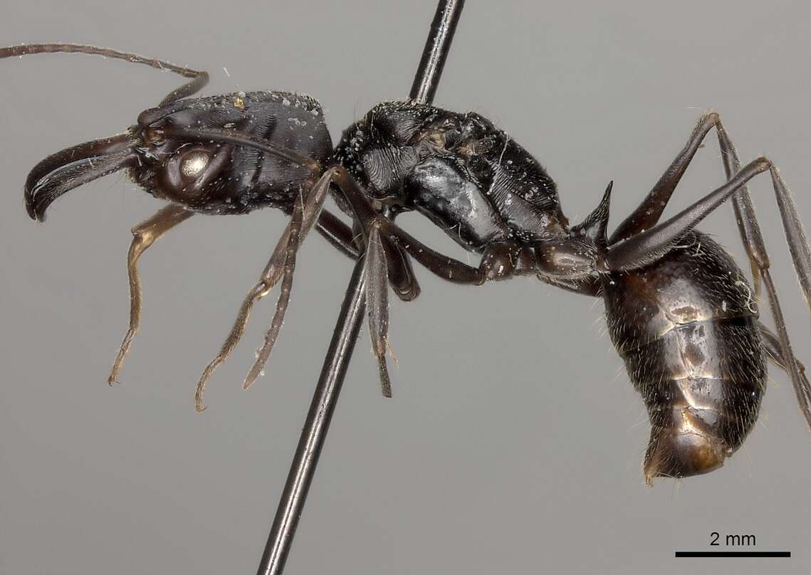 Image of Odontomachus biumbonatus Brown 1976