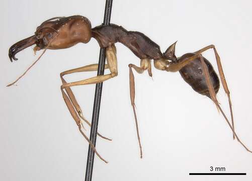 Imagem de Odontomachus rixosus Smith 1857