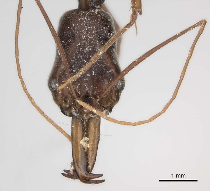 Image of Odontomachus silvestrii Wheeler 1927