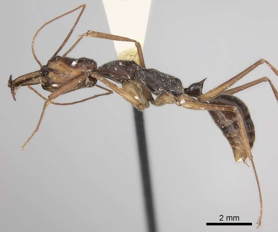 Image of Odontomachus silvestrii Wheeler 1927