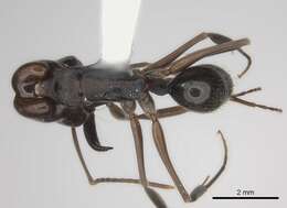 Imagem de Odontomachus yucatecus Brown 1976