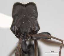 Image of Odontomachus yucatecus Brown 1976