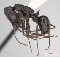 Image of Odontomachus yucatecus Brown 1976