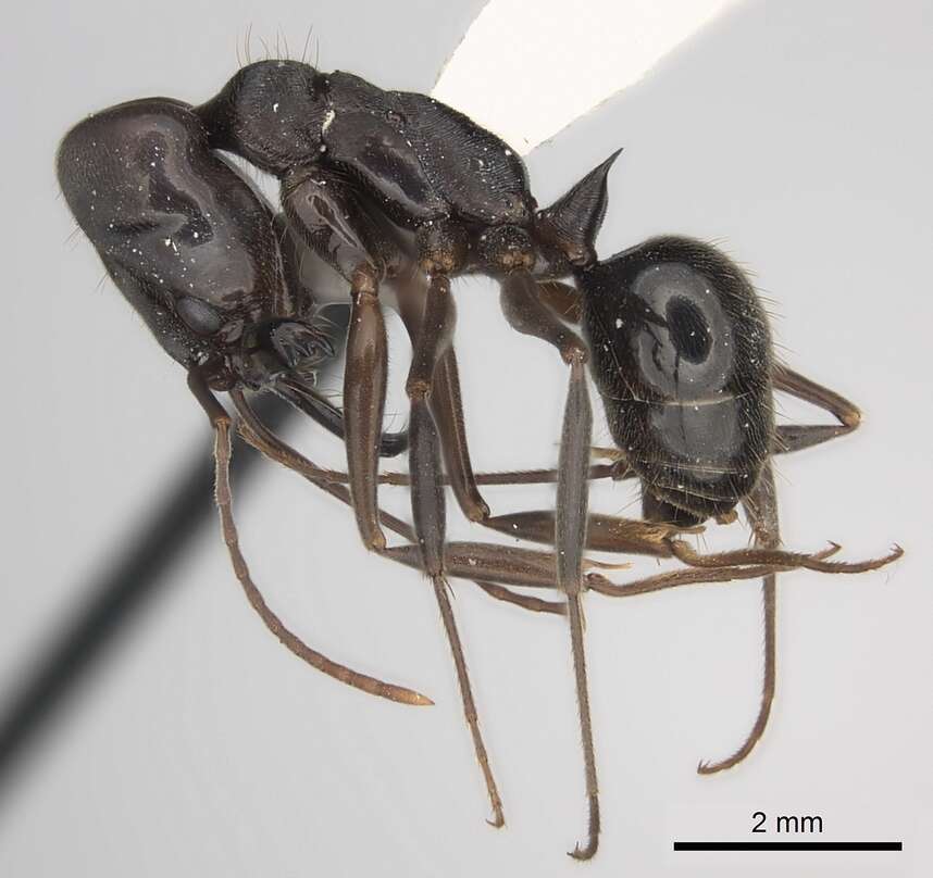 Imagem de Odontomachus yucatecus Brown 1976