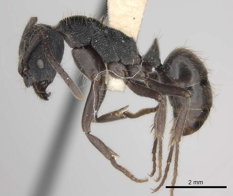 Image of <i>Odontoponera denticulata</i> (Smith)