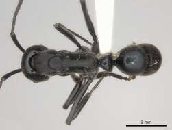 Image de Neoponera