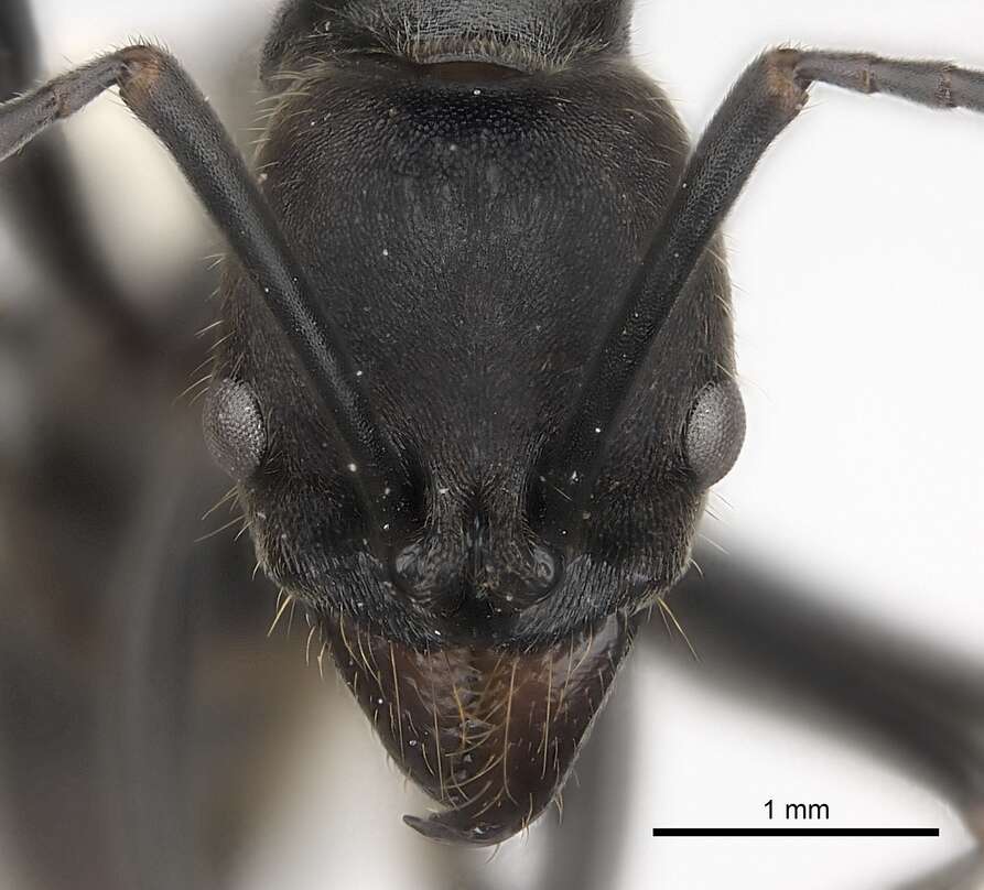 Image of Neoponera