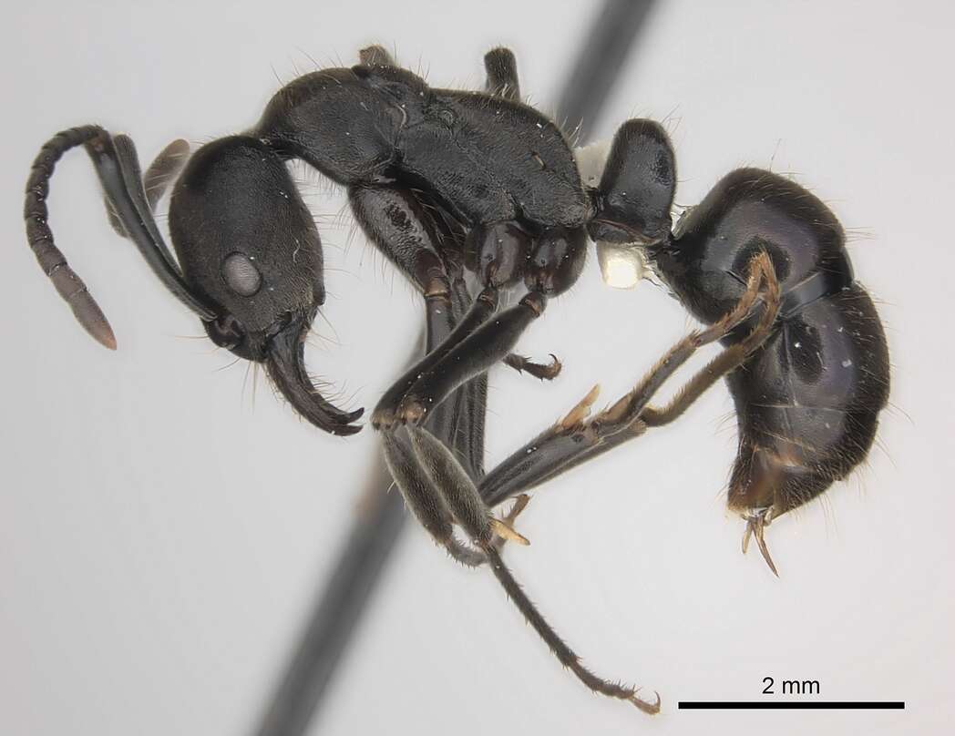 Image de Neoponera